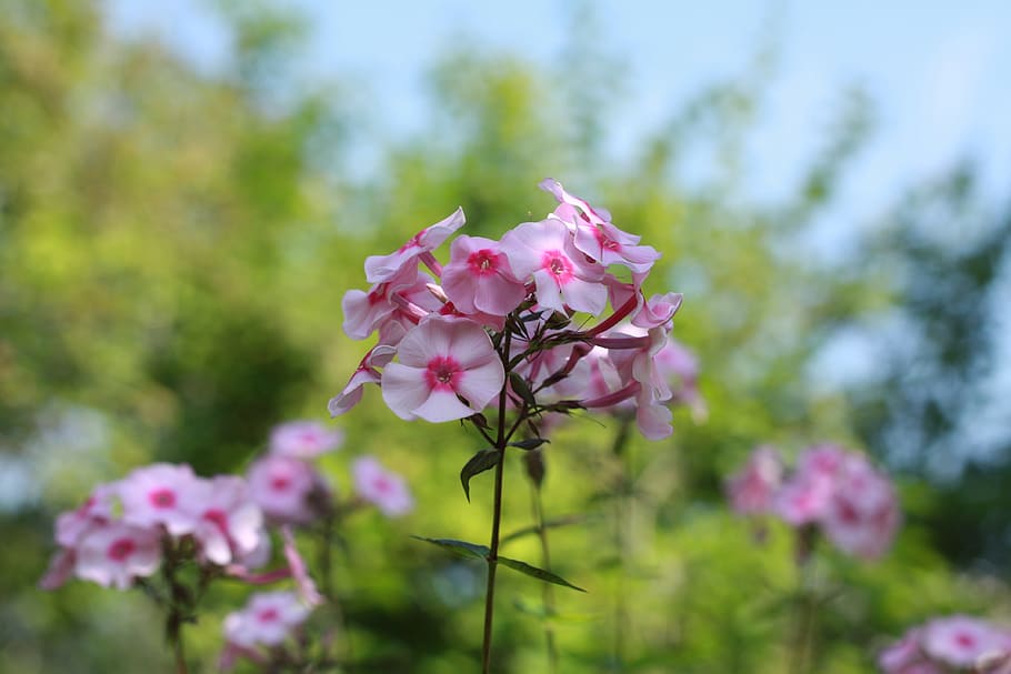 phloxes, blossom, spring, botanic, floral, botanical, nature HD wallpaper