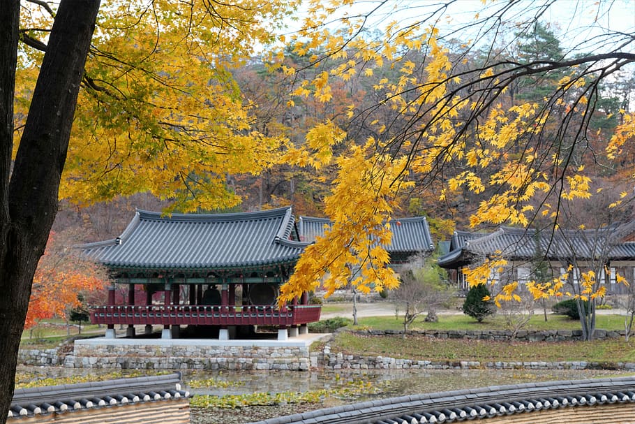 korea, temple, autumn, maple, tree, travel, section, buddhism HD wallpaper