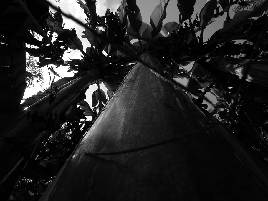 italy, caserta, tree, low angle view, plant, no people, architecture HD wallpaper