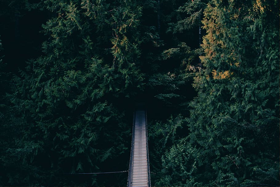 bridge, nature, woods, trees, forest, aerial, green, travel HD wallpaper