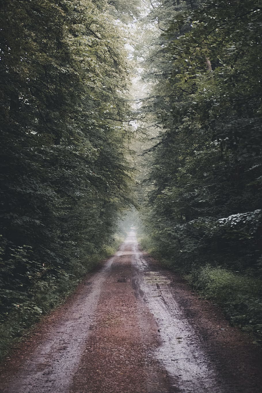 pathway in the middle of forest, nature, tree, road, fog, foggy HD wallpaper