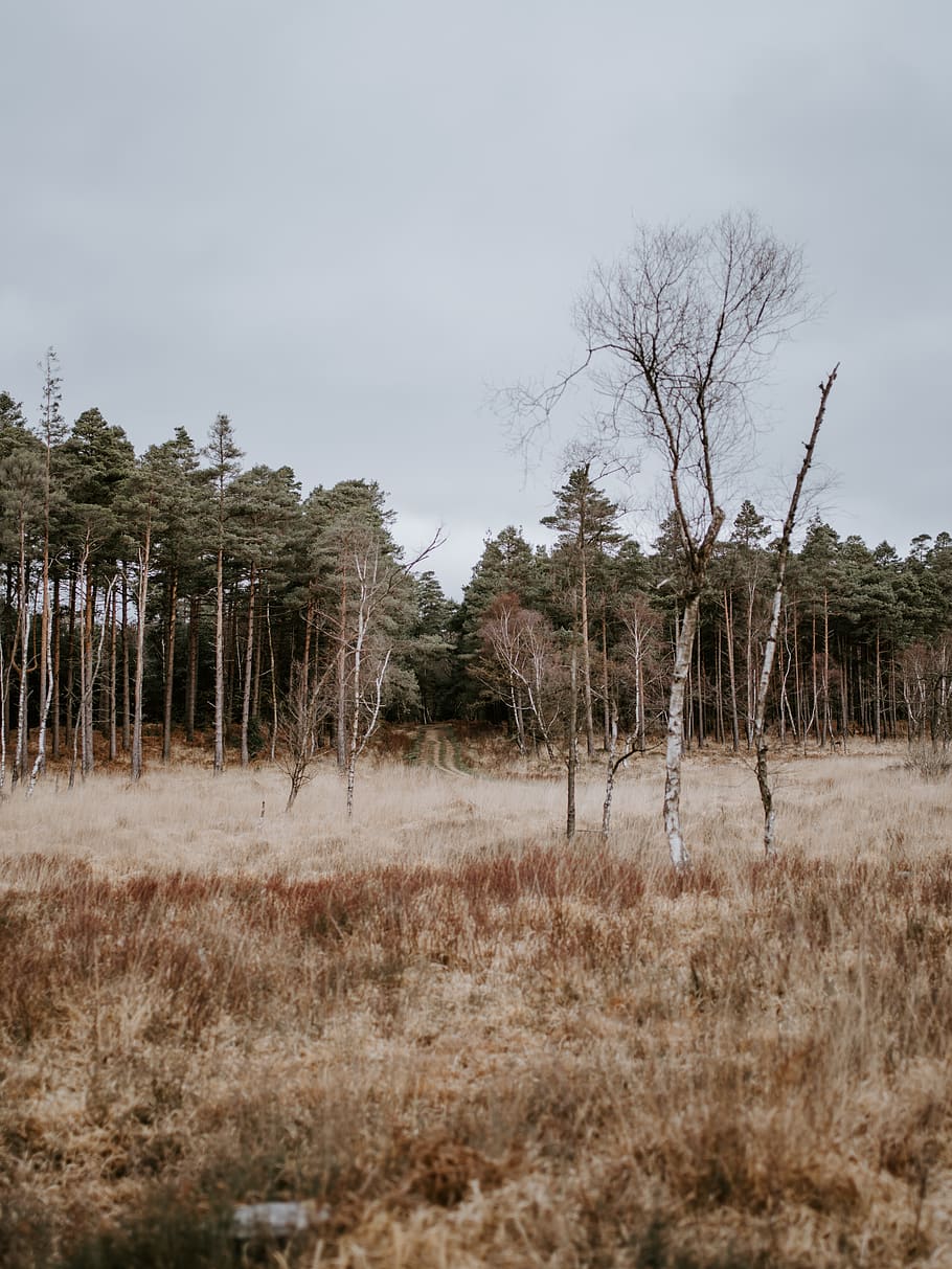 landscape field with trees, plant, nature, outdoors, ground, fir HD wallpaper