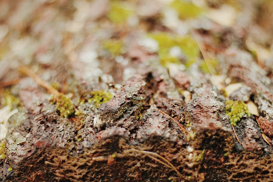 indonesia, selective focus, close-up, plant, nature, no people HD wallpaper