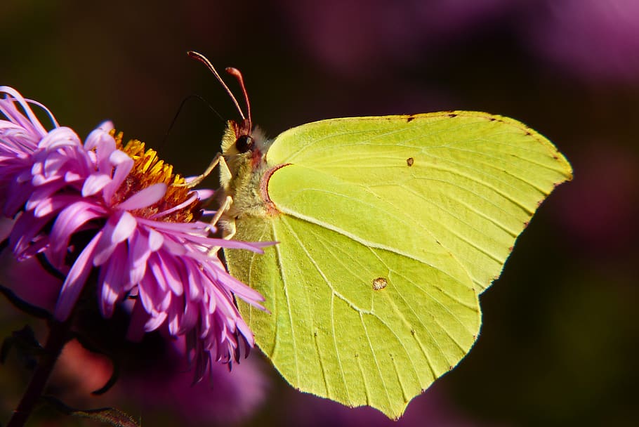 green moth perching on flower, animal, animal themes, flowering plant HD wallpaper