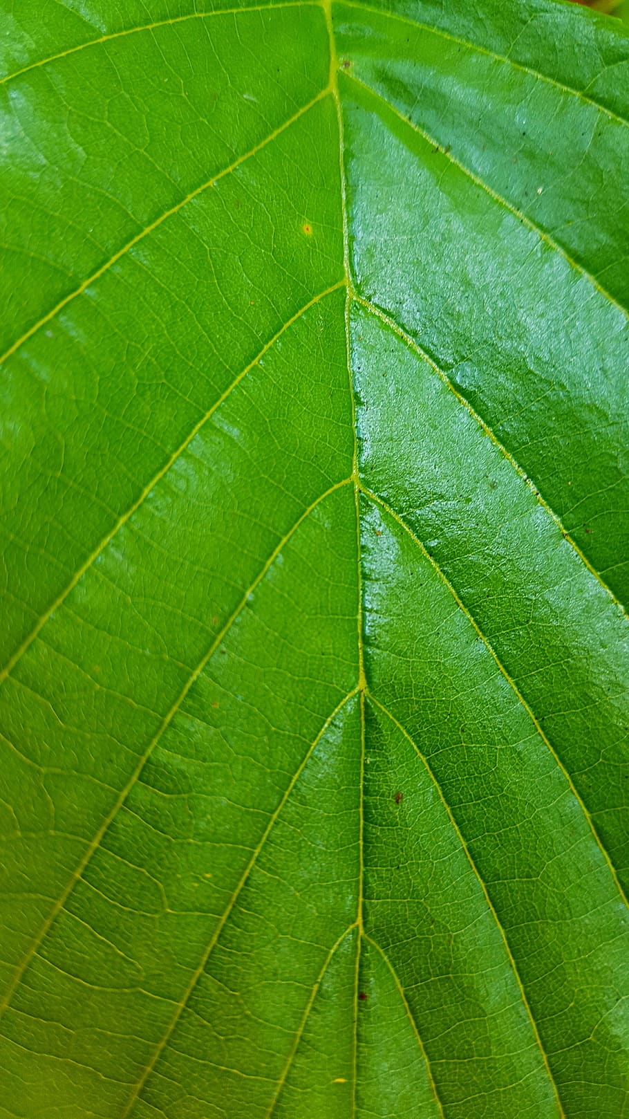 green, leaf, texture, nature, natural, plant part, green color HD wallpaper