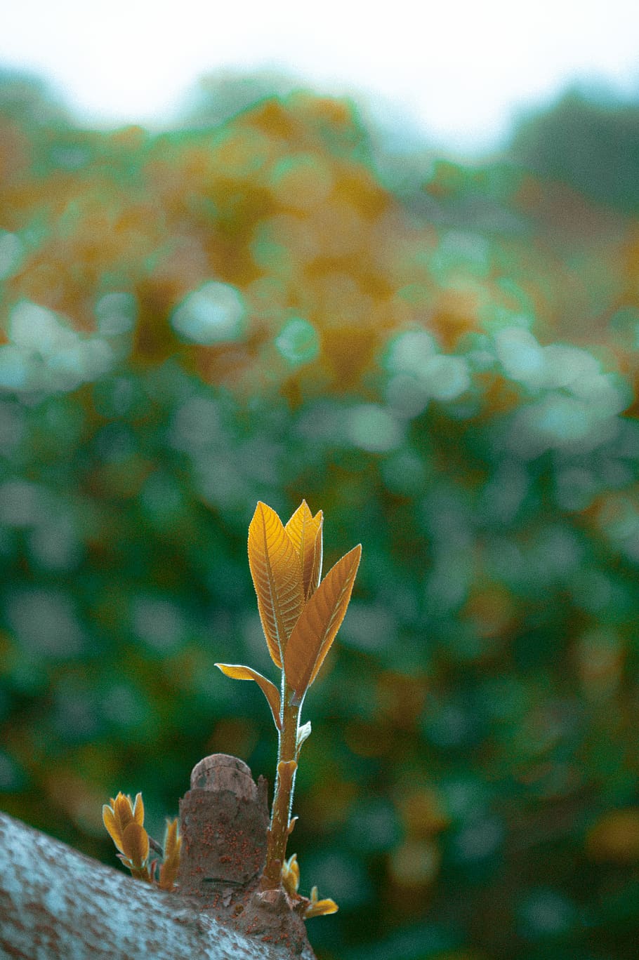 Selected Focus Photography Of Brown Leafed Plant, close-up, macro HD wallpaper