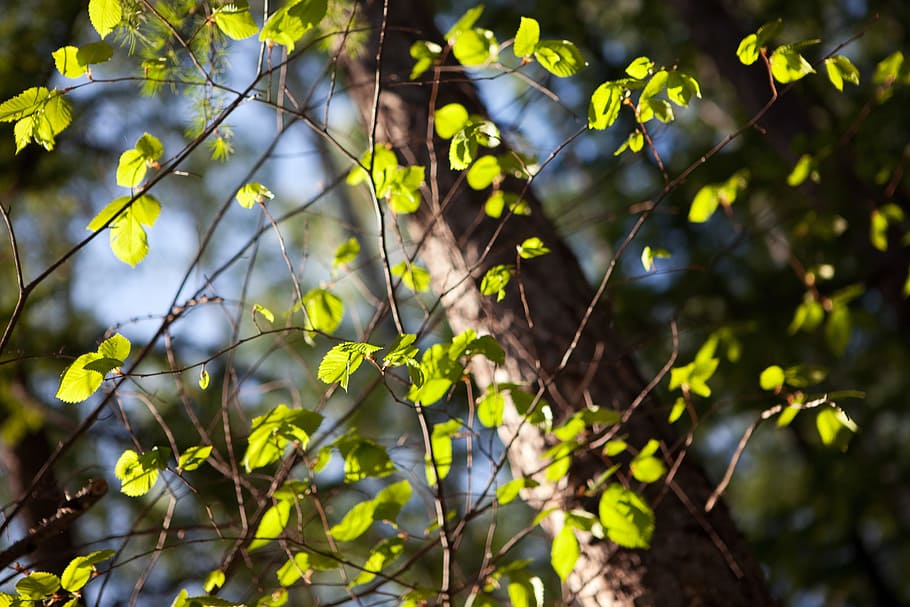 leaves, leaf, leafs, seasonal, summer, blue, many, forest, flora HD wallpaper