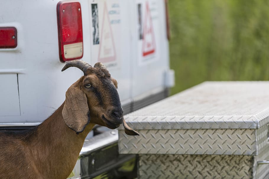 goat, domestic animals, vertebrate, animal themes, mammal, one animal HD wallpaper