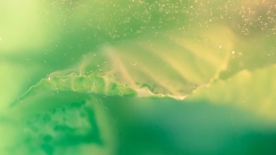 leaf, flying, float, nature, creative, tender, sensitive, plant HD wallpaper