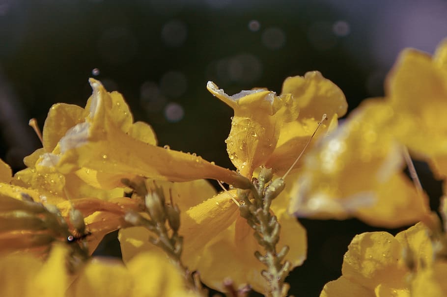 yellow, close-up, flower, plant, flowering plant, beauty in nature HD wallpaper