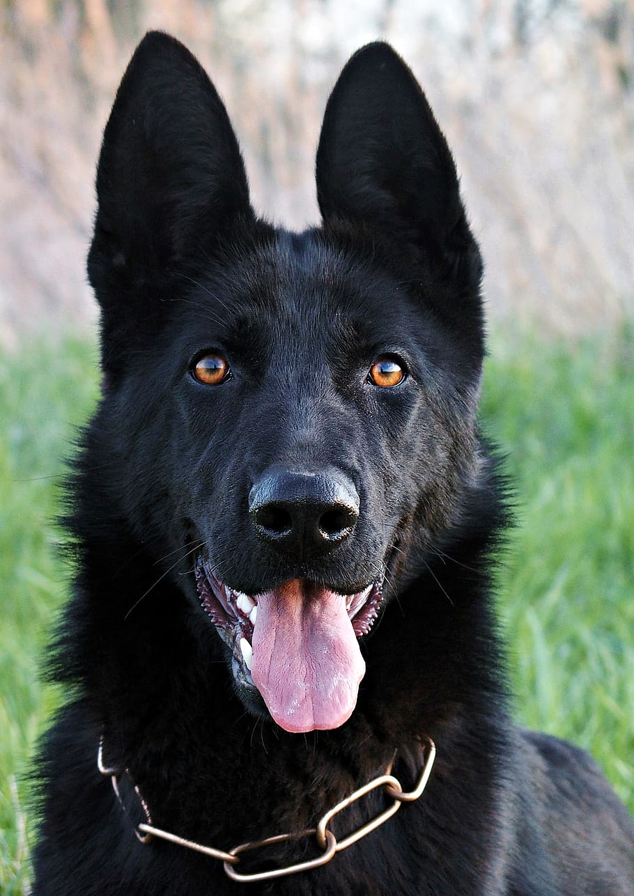 HD wallpaper: black german shepherd, dog, nice, head, portrait, mammal ...