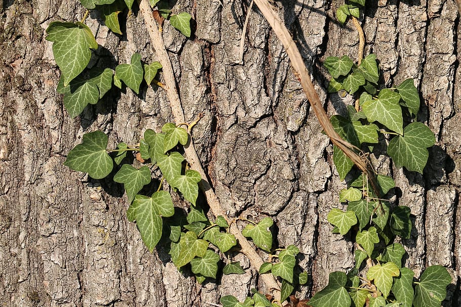 tree bark, ivy, forest, nature, pattern, structure, brown, texture HD wallpaper