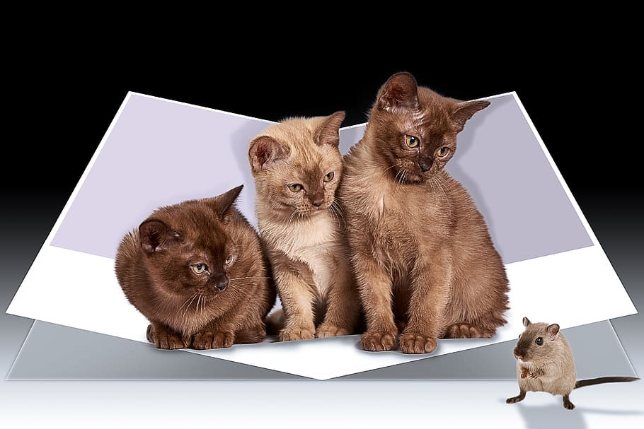 manipulation, kitty, cat, animal, mouse, pop out, mammal, group of animals HD wallpaper
