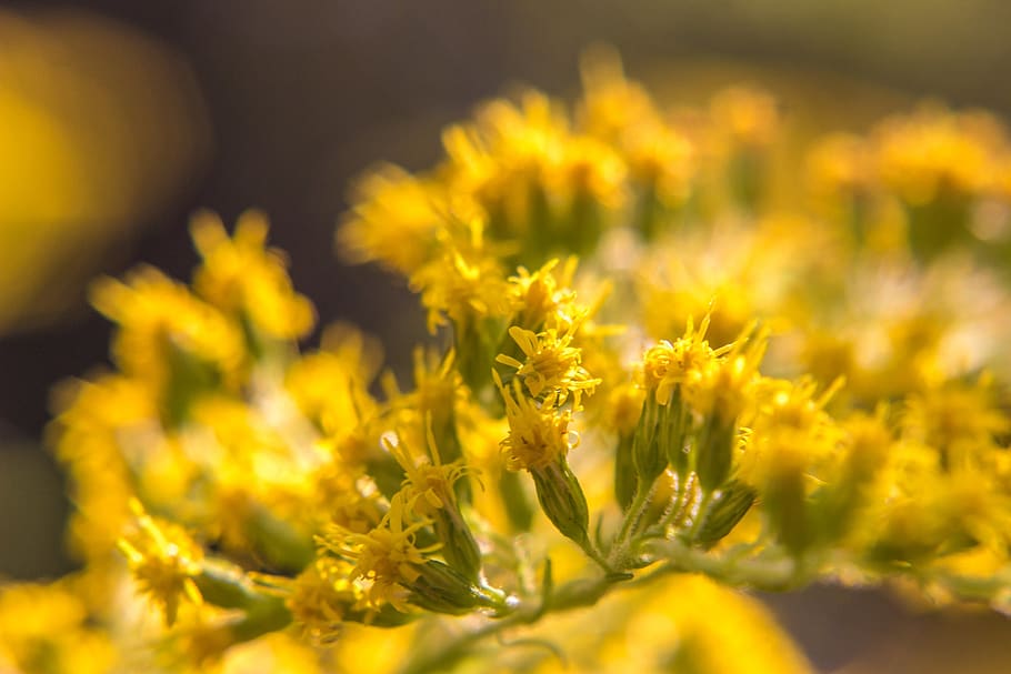 germany, munich, macro, flair, flowers, yellow, summer, flowering plant HD wallpaper
