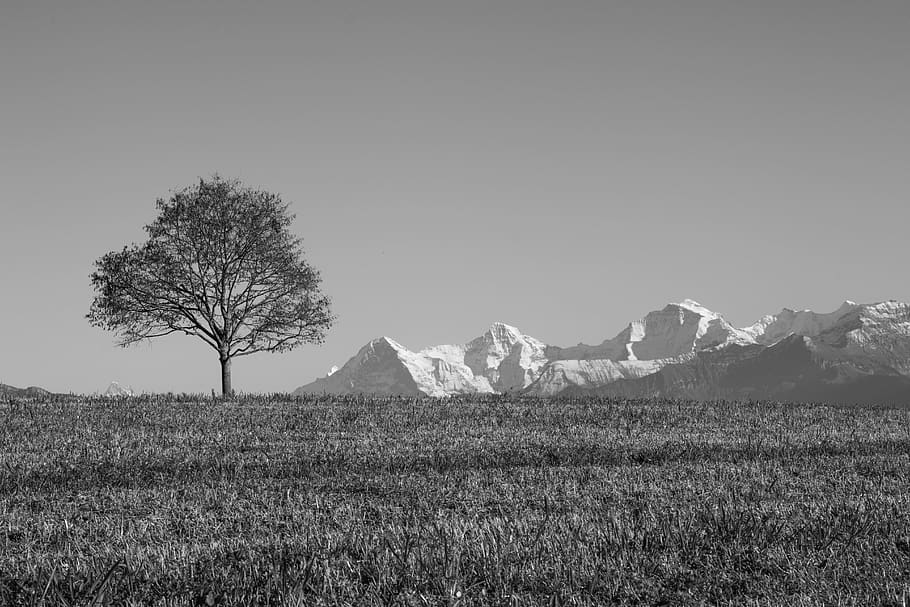 switzerland, tree, mountains, sky, plant, environment, beauty in nature HD wallpaper