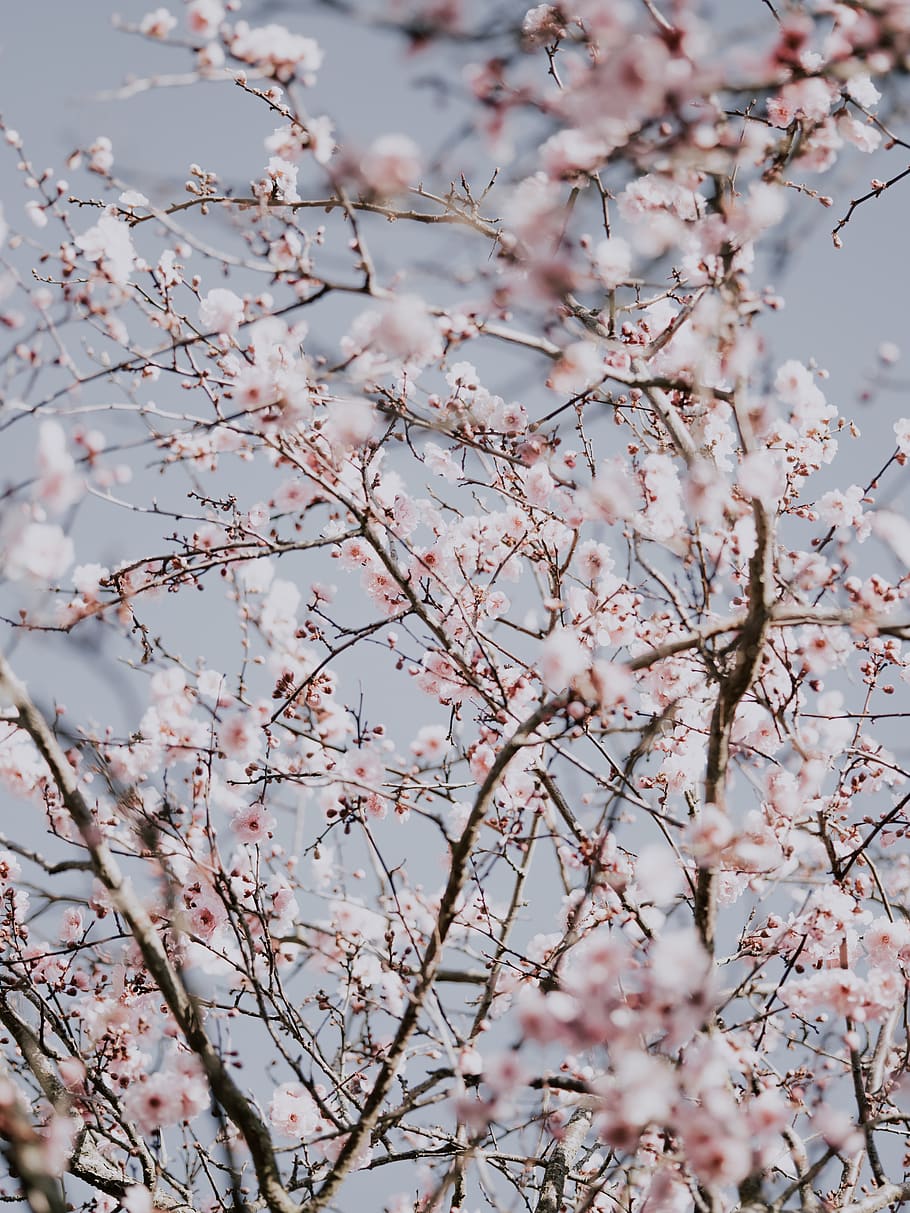 pink cherry blossom tree, flowering plant, beauty in nature, branch HD wallpaper