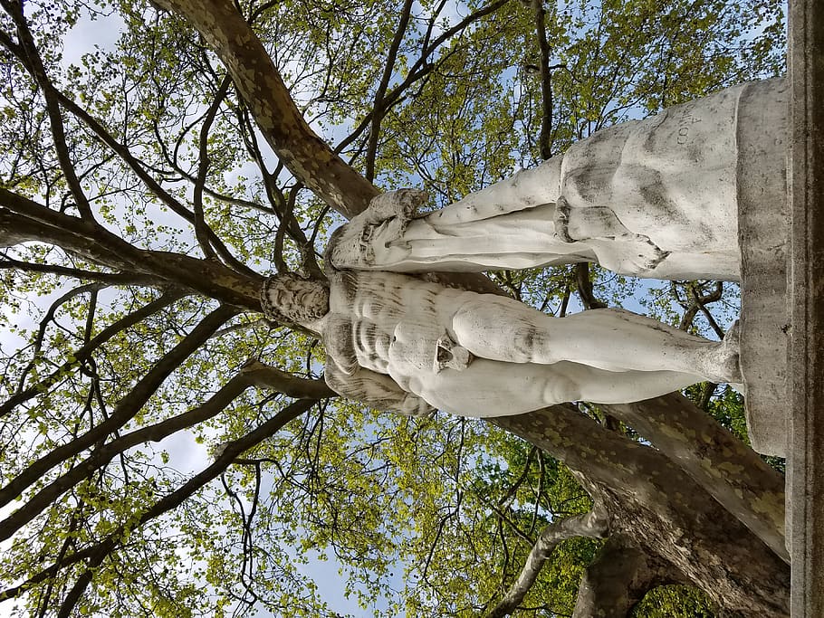 plant, tree, tree trunk, oak, art, sculpture, sycamore, annonaceae HD wallpaper