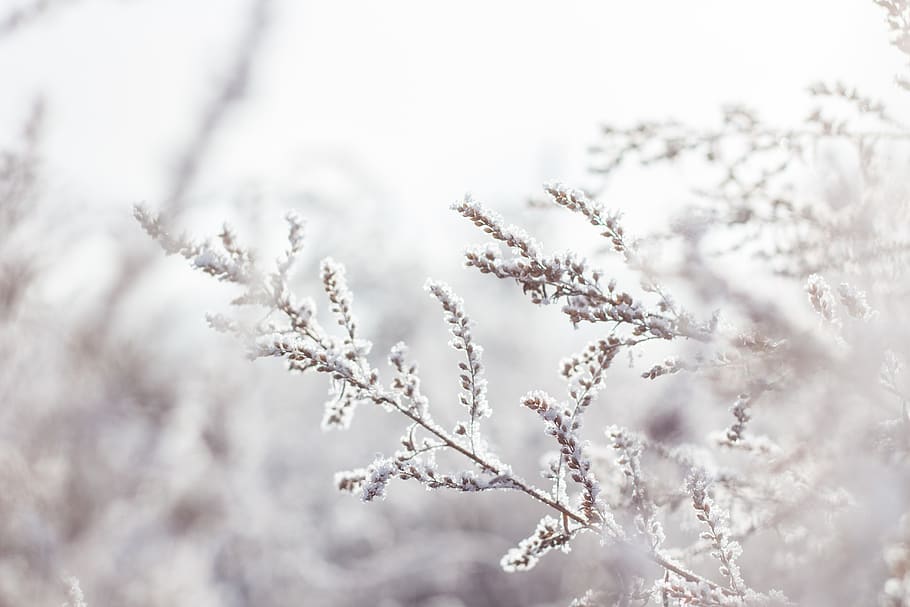 Selective Focus Photography of White Petaled Flower Plant, branch HD wallpaper
