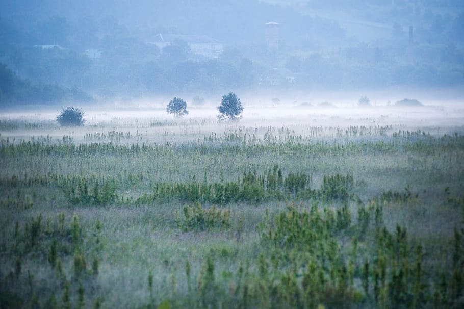 Foggy Green Field, blue, blue sky, bushes, clouds, countryside HD wallpaper