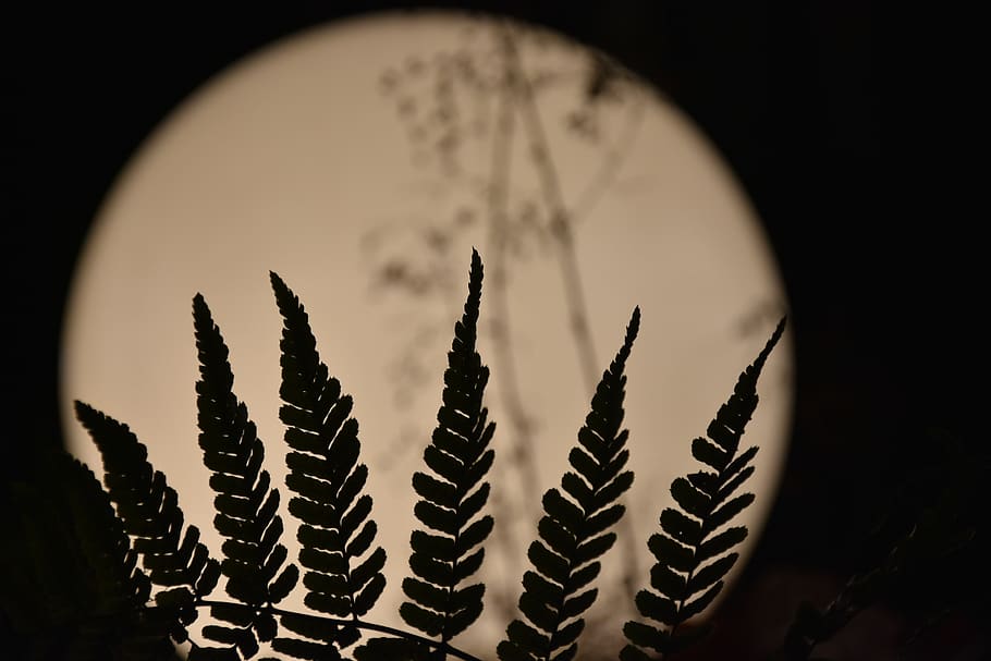 full moon, light, plant, indoors, no people, close-up, science HD wallpaper