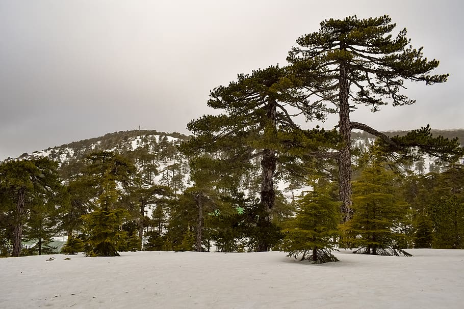 trees, mountain, snow, winter, landscape, nature, scenic, forest HD wallpaper