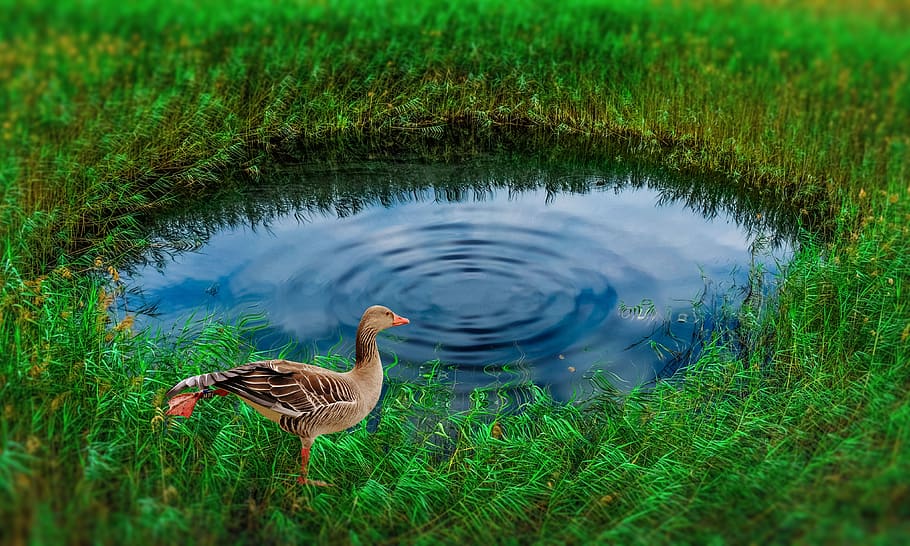 ave, goose, animals, feathers, peak, plumage, pond water, wing HD wallpaper