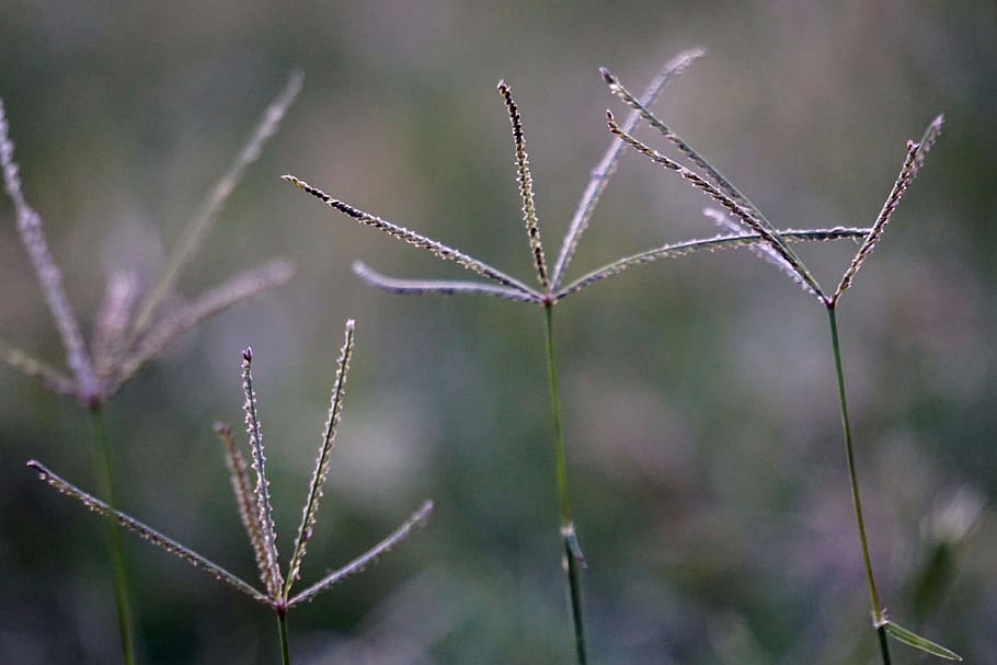 grass, plant, growing, dim, dark, gloomy, melancholy, summer HD wallpaper