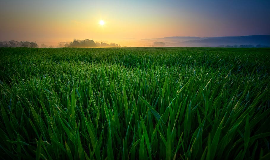 Closeup Photography of Green Field, clouds, cropland, crops, environment HD wallpaper