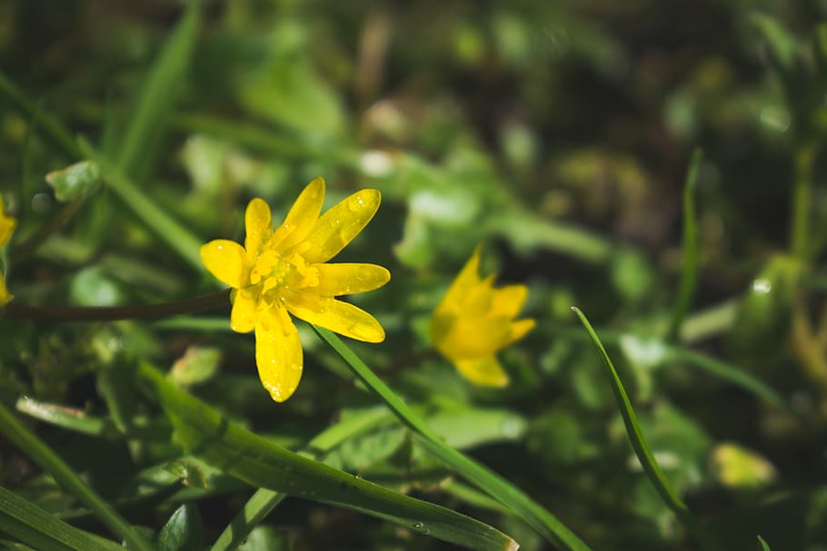 flower, yellow flower, spring, grass, plant, flowering plant HD wallpaper