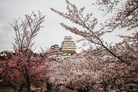 cherry blossoms, plant, flower, japan, history, cherryblossom HD wallpaper