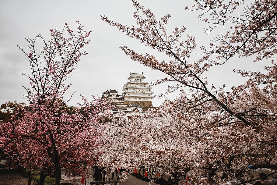 cherry blossoms, plant, flower, japan, history, cherryblossom, HD wallpaper