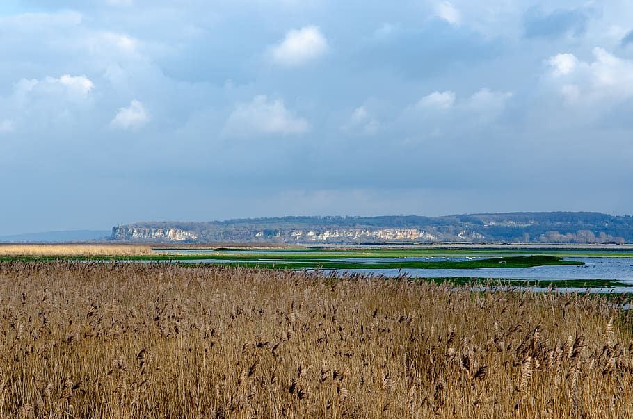 france, landscape, reed bed, estuary, normandy, reserve, natural HD wallpaper