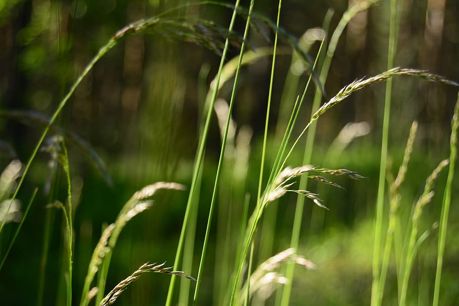 grass, green, forest, trees, summer, plant, growth, green color HD wallpaper
