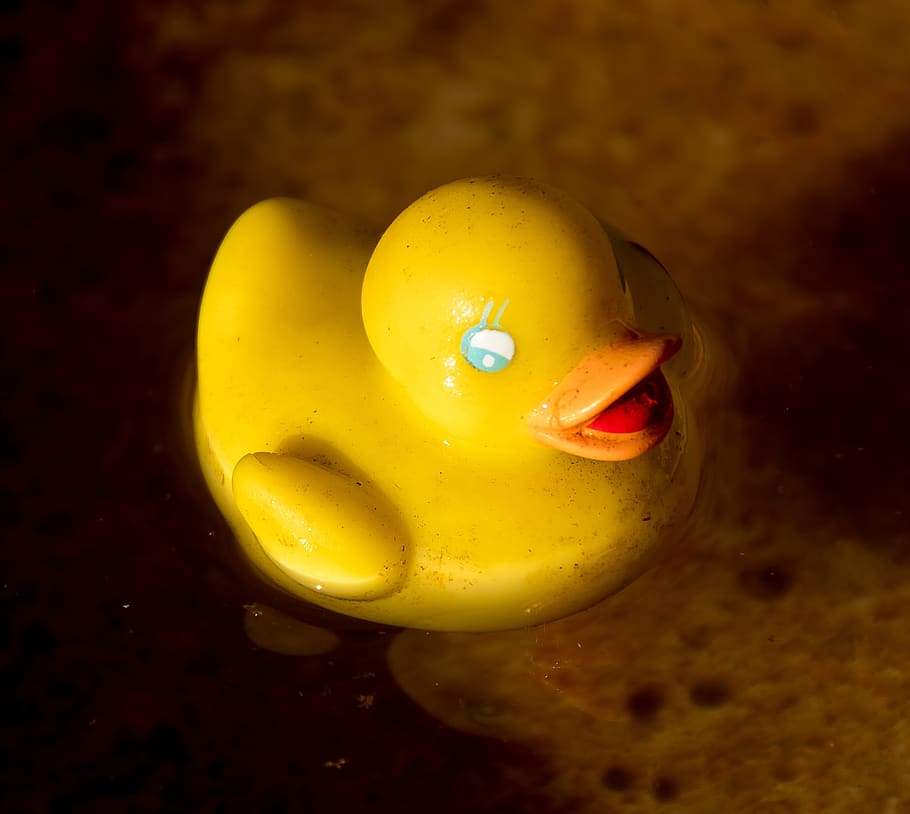 toy, duck, yellow, plastic, water, rubber, close-up, no people HD wallpaper