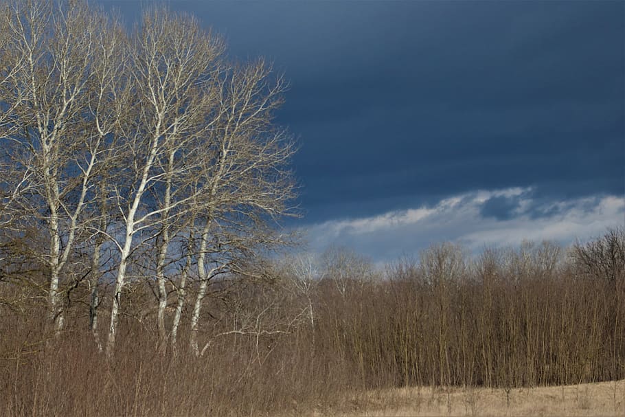 plant, tree, nature, grass, outdoors, forest, landscape, tree trunk HD wallpaper