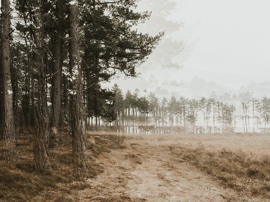 woods covered in fogo, tree, plant, land, no people, nature, tranquility HD wallpaper