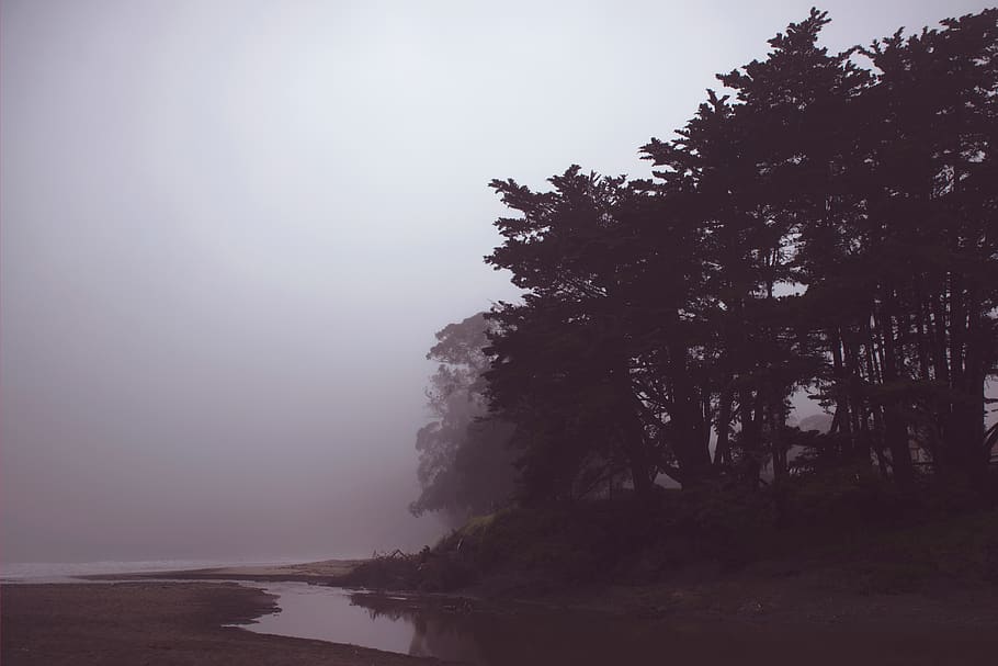 coast, shore, trees, plants, nature, foggy, landscape, outdoor HD wallpaper