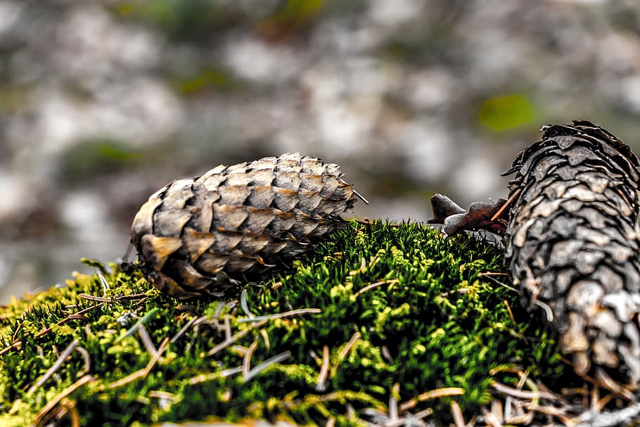 pine cone, forest, green, tree, cones, nature, fir, evergreen HD wallpaper