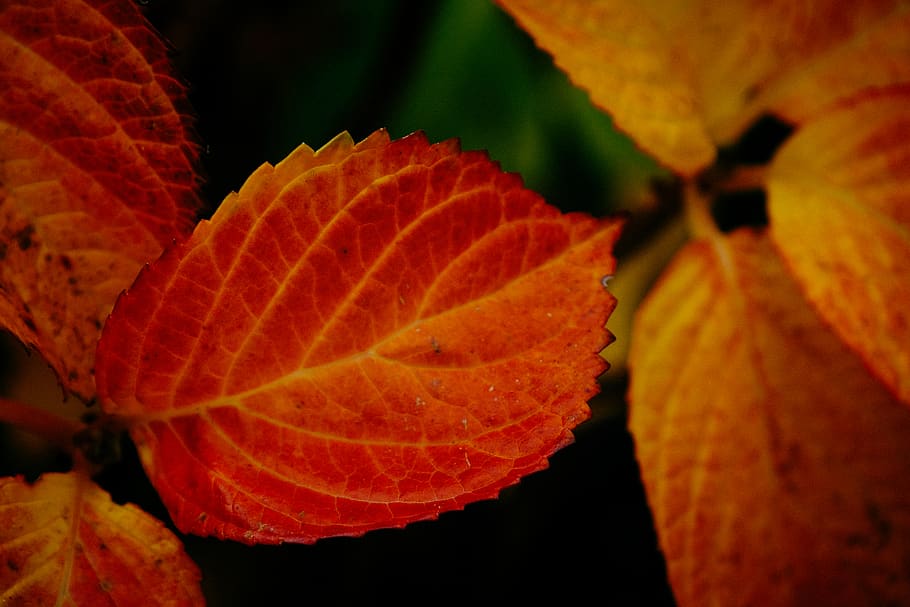leaf, plant part, close-up, autumn, no people, red, nature HD wallpaper