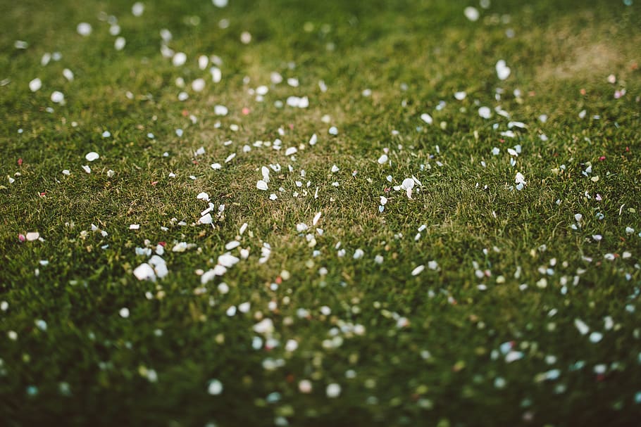 green Bermuda grass, confetti, white, field, flower, pattern HD wallpaper