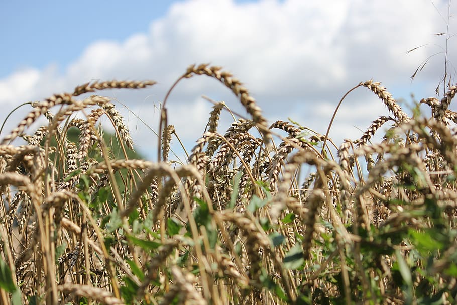 spike, field, cornfield, grain, agriculture, summer, sun, nature HD wallpaper