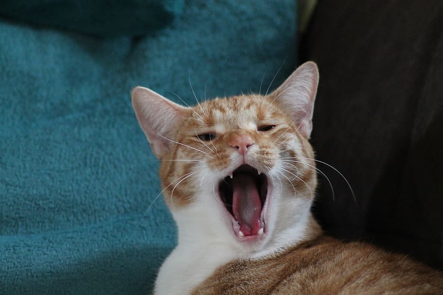 cat, animal, pet, one animal, mammal, animal themes, domestic cat HD wallpaper