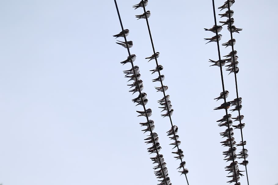swallows, swarm, power cable, low angle view, sky, no people HD wallpaper