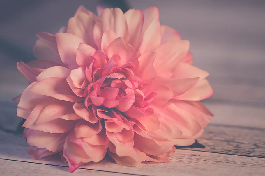Pink Dahlia Flower in Bloom, backgrounds, beautiful, blooming HD wallpaper