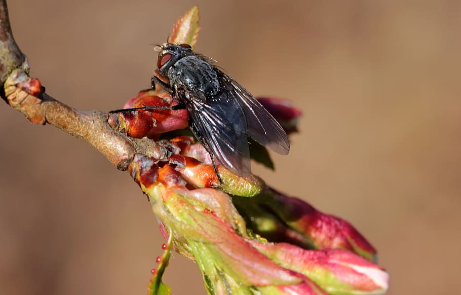 fly, insect, animal, wild, nature, fresh, flower, garden, fragrance HD wallpaper