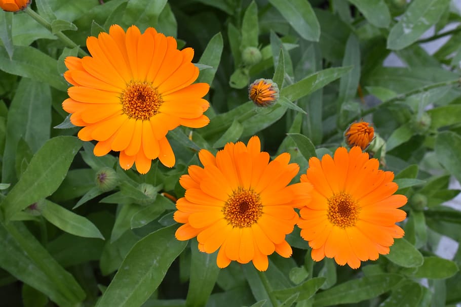 calendula, marigold, flower, orange, drug, plants, bloom, nature HD wallpaper