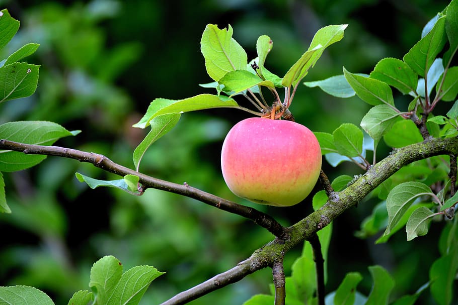 apple, apple tree, fruit, kernobstgewaechs, branch, apfelernte HD wallpaper