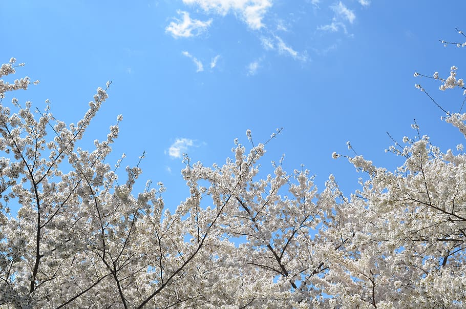 blue, sky, clouds, nature, white, cherry, blossoms, plant, flower HD wallpaper