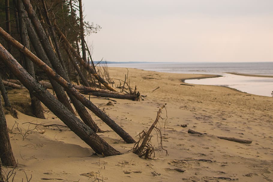 trees, seaside, baltics, beach, skyline, nature, landscape HD wallpaper
