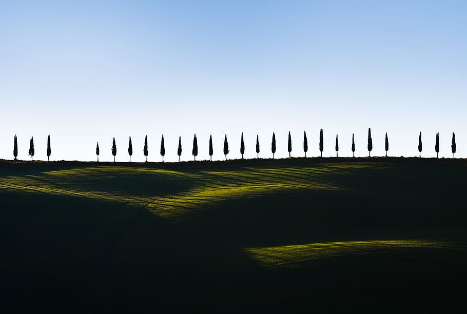 pine trees on green grass, shadow, field, tree line, sunlight HD wallpaper